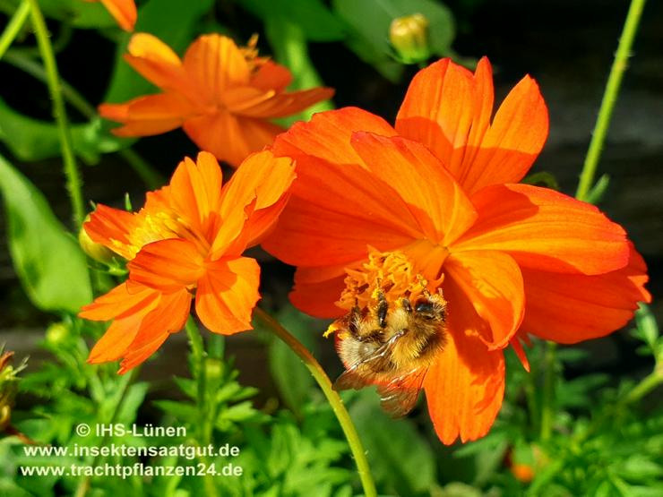 Saatgut für Wildinsekten, Bienen und Hummeln - Pflanzen - Bild 3