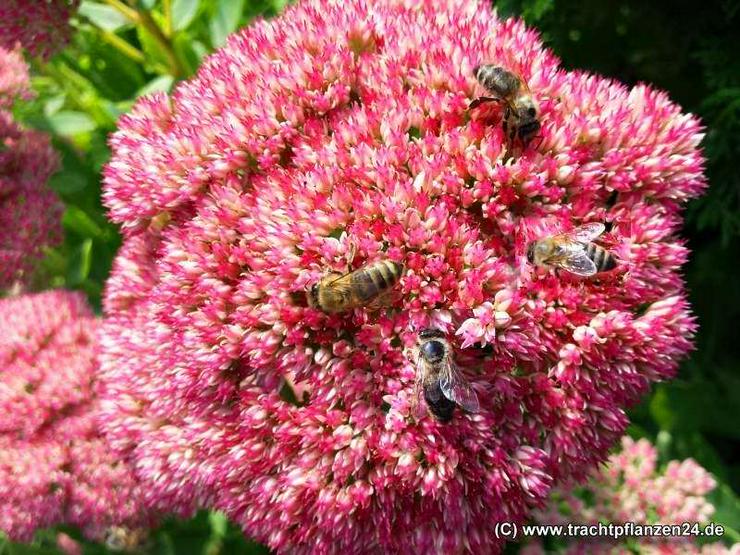 Saatgut für Wildinsekten, Bienen und Hummeln - Pflanzen - Bild 4
