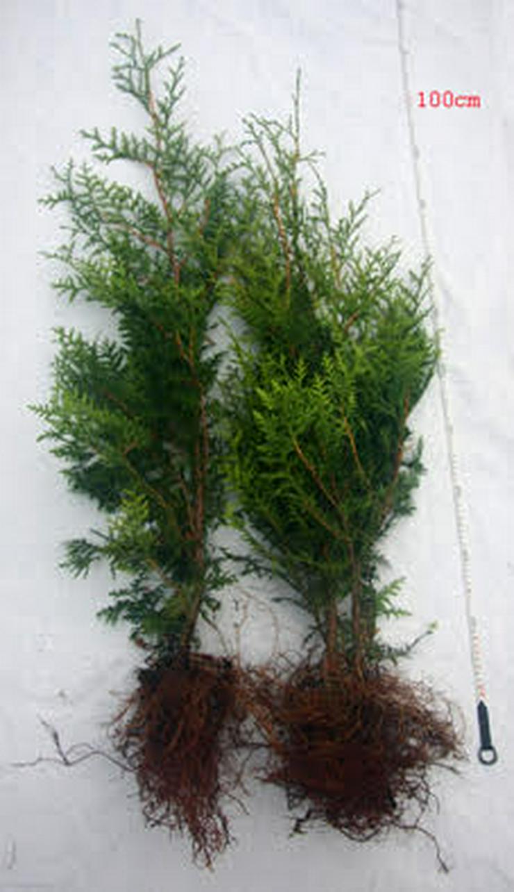 Thuja Brabant 50-70cm Lebensbaum Heckenpflanzen Wurzelballen