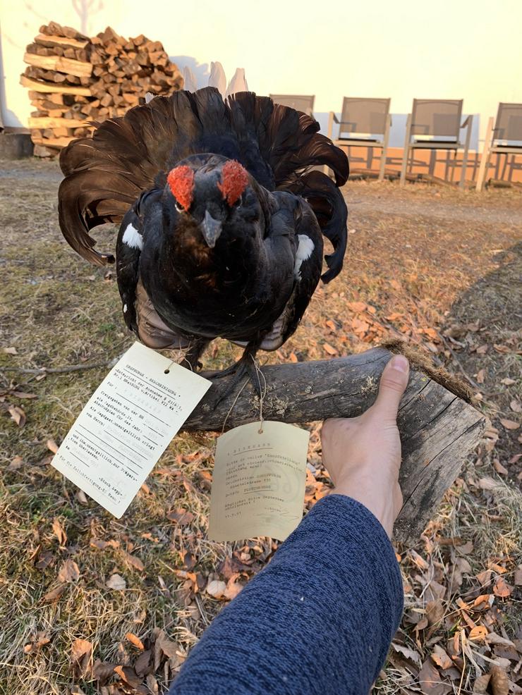 Bild 3: Birkhahn mit Echtheitszertifikat, Präparat /Jagdtrophäe