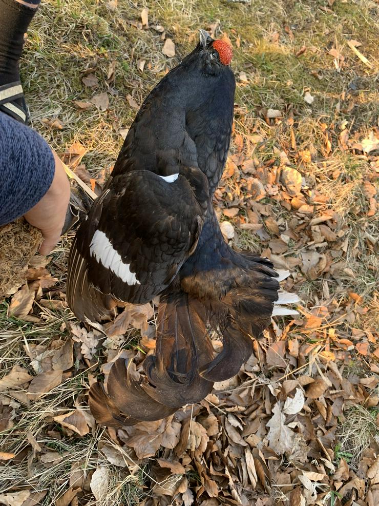 Bild 4: Birkhahn mit Echtheitszertifikat, Präparat /Jagdtrophäe