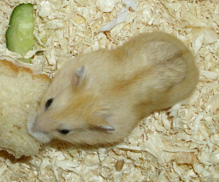 Dsungarische Zwerghamster in rot und weiß - Hamster - Bild 1
