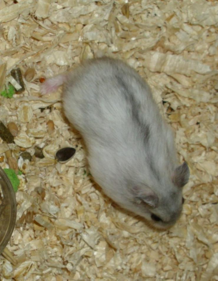 Dsungarische Zwerghamster in rot und weiß - Hamster - Bild 5