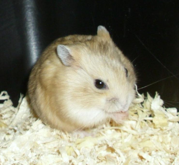 Dsungarische Zwerghamster in rot und weiß - Hamster - Bild 2