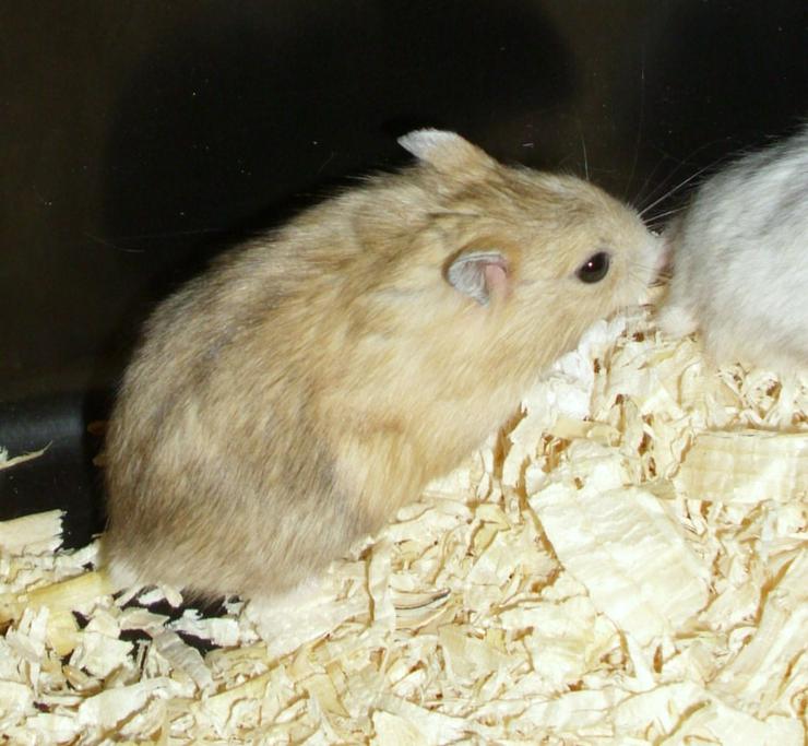Dsungarische Zwerghamster in rot und weiß - Hamster - Bild 4