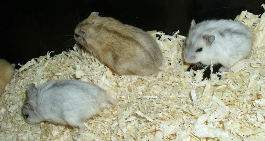 Dsungarische Zwerghamster in rot und weiß - Hamster - Bild 6