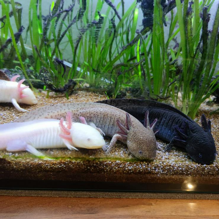 Goldalbino und Chopper Axolotl - Weitere Reptilien & Amphibien - Bild 3