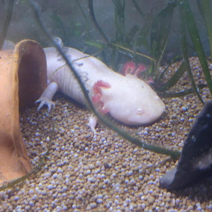 Bild 1: Goldalbino und Chopper Axolotl