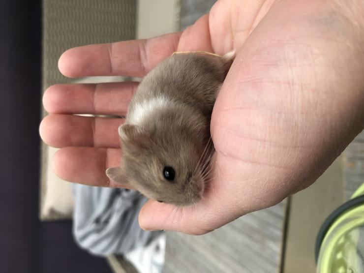 Zwerghamster Babys  - Hamster - Bild 1