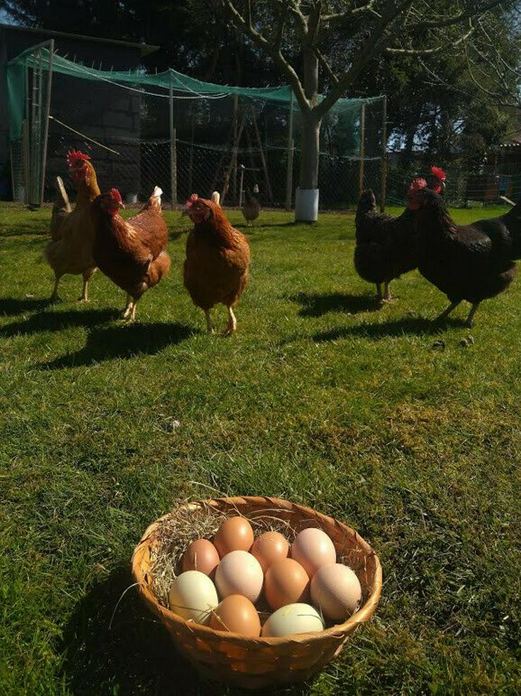 Bild 2: 24/7 Frische Hühnereier & Wachteleier zu verkaufen - Ninis Eierlädchen
