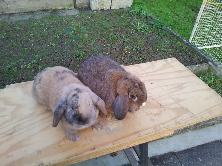 zwergwidder zwergkaninchen kastrat - Kaninchen & Hasen - Bild 2