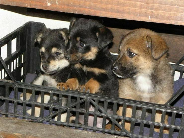 Bild 2: Deutschlandweit Pflegestellen für Hunde gesucht