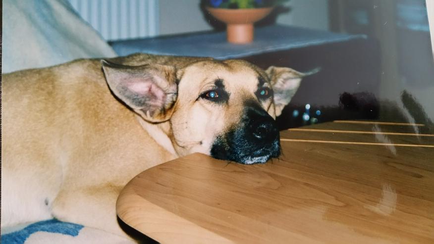 Hundetagesstätte Frankfurter Fellnasen - Tierbetreuung & Training - Bild 6