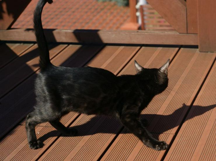 Bild 3: Melanistic (schwarz) Bengal Katze