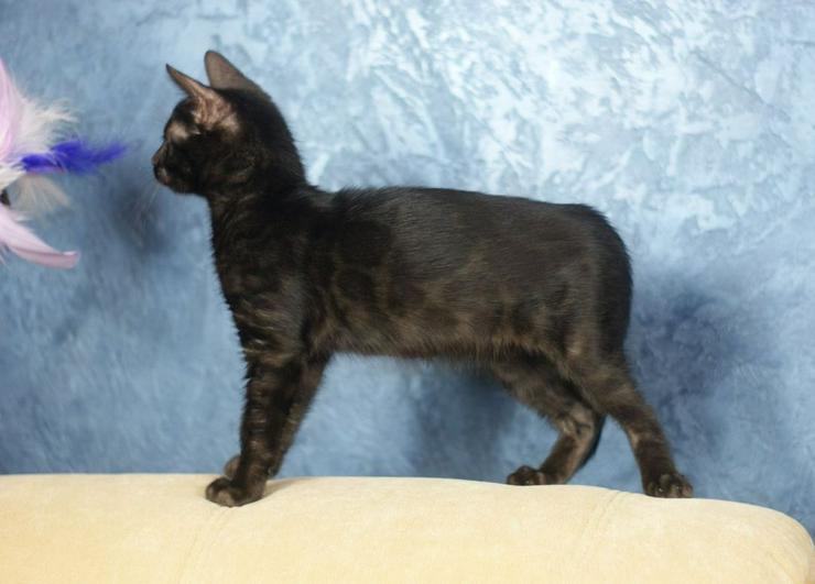 Bild 6: Melanistic (schwarz) Bengal Katze