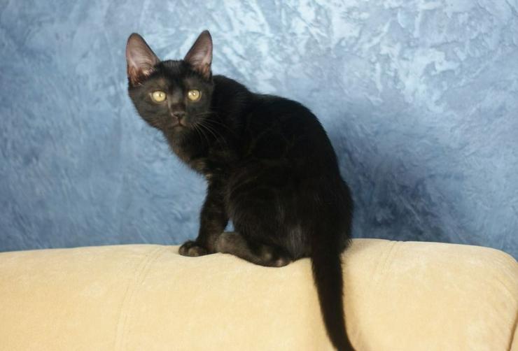 Melanistic (schwarz) Bengal Katze - Rassekatzen - Bild 4