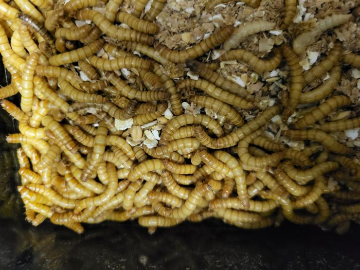 Mehlwürmer täglich frisch z.B.100gr adulte Mehlwürmer (letzte Häutung) - Futter - Bild 1