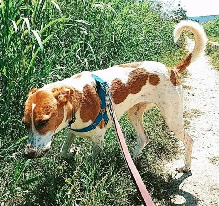 Wachhund Maja - Mischlingshunde - Bild 5