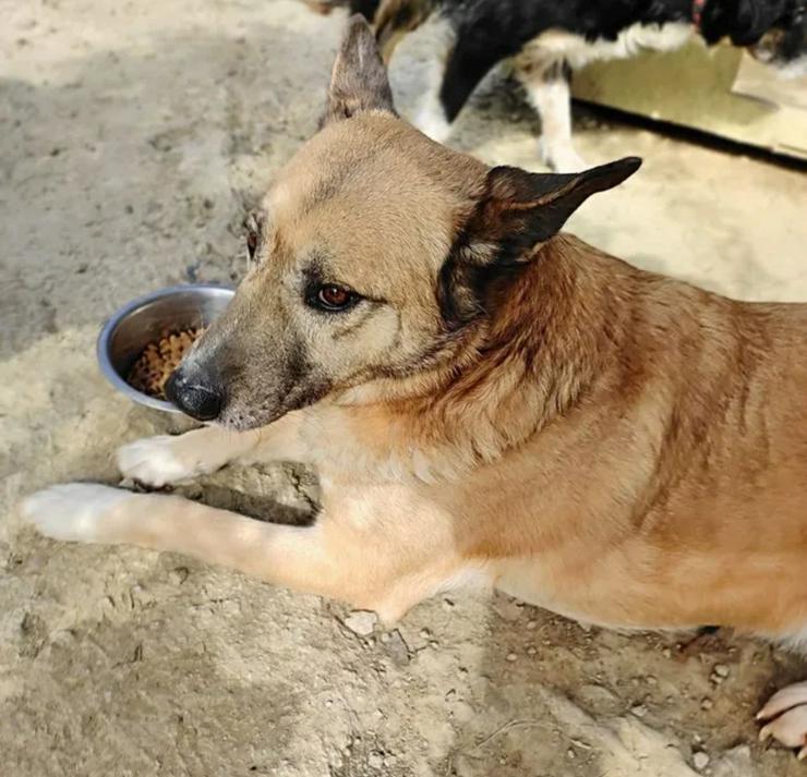 Sonnenanbeter Rex - Mischlingshunde - Bild 3