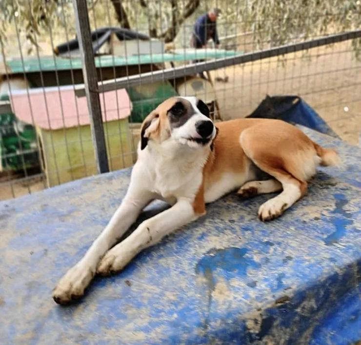 Bildhübsche Lagatha - Mischlingshunde - Bild 10