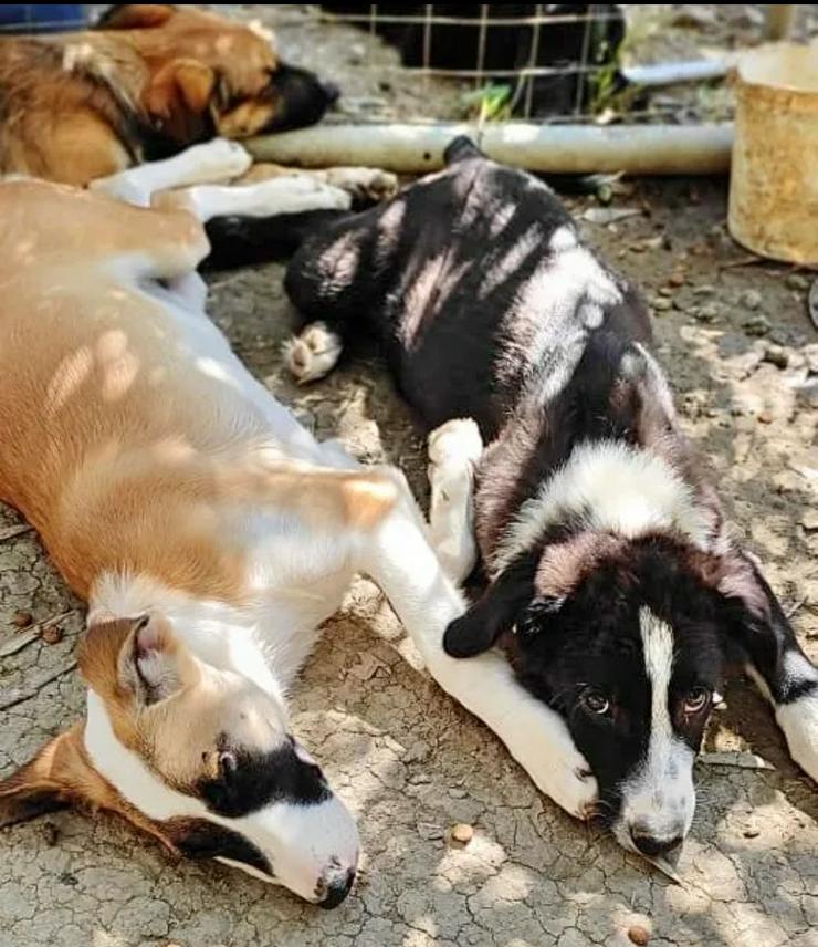 Bildhübsche Lagatha - Mischlingshunde - Bild 8