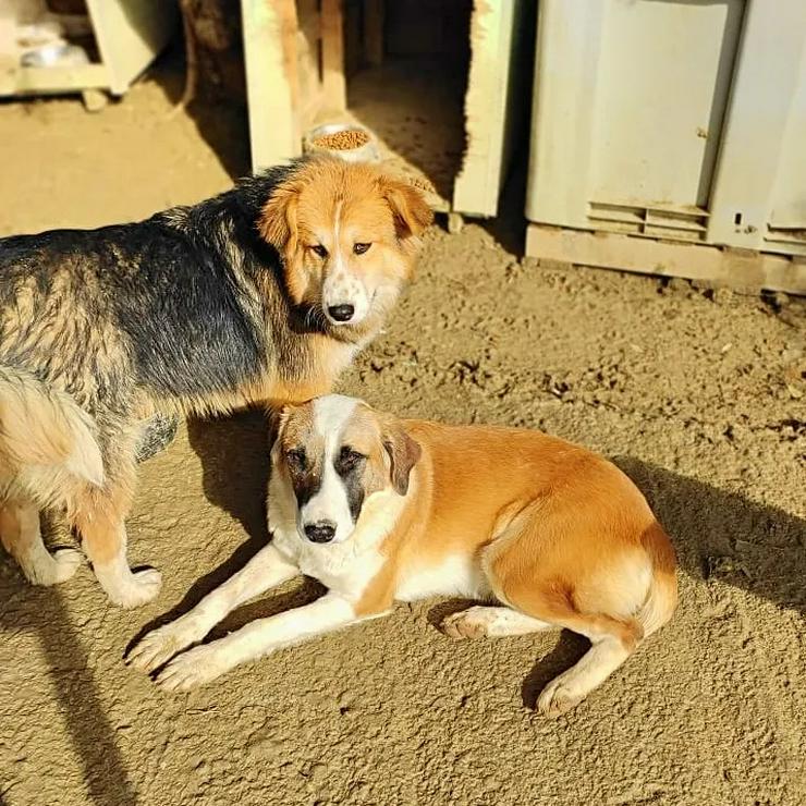 Bildhübsche Lagatha - Mischlingshunde - Bild 13