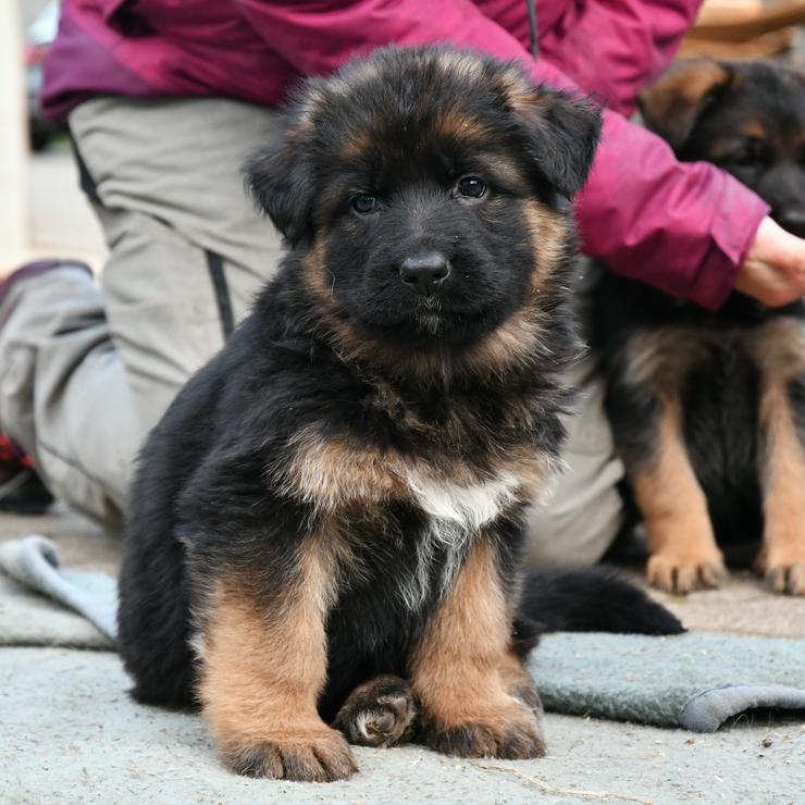 Bild 2: Deutscher Schäferhund Welpen zu verkaufen