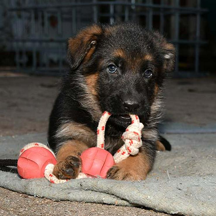 Deutscher Schäferhund Welpen zu verkaufen - Rassehunde - Bild 1