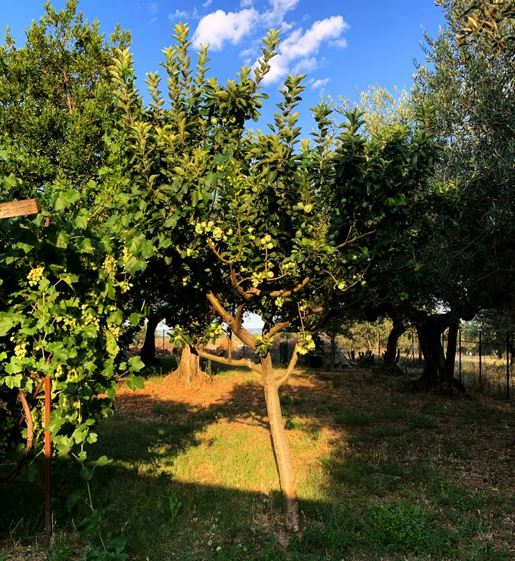 Bild 3: Italien- kleine Ferien Haus Fattoria in den Abruzzen