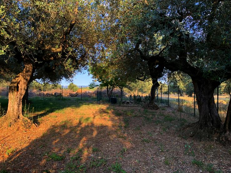 Bild 4: Italien- kleine Ferien Haus Fattoria in den Abruzzen