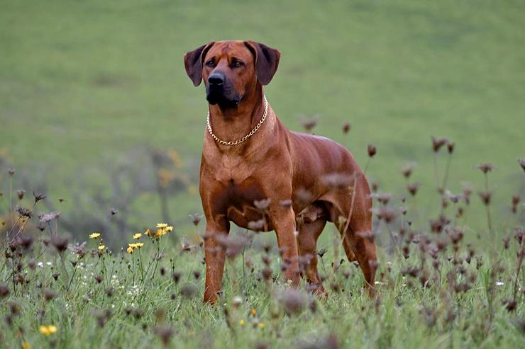 Ridgefester Rhodesian Ridgeback Deckrüde in dark red wheaten  - Rassehunde - Bild 11