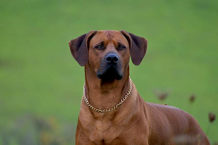 Bild 12: Ridgefester Rhodesian Ridgeback Deckrüde in dark red wheaten 