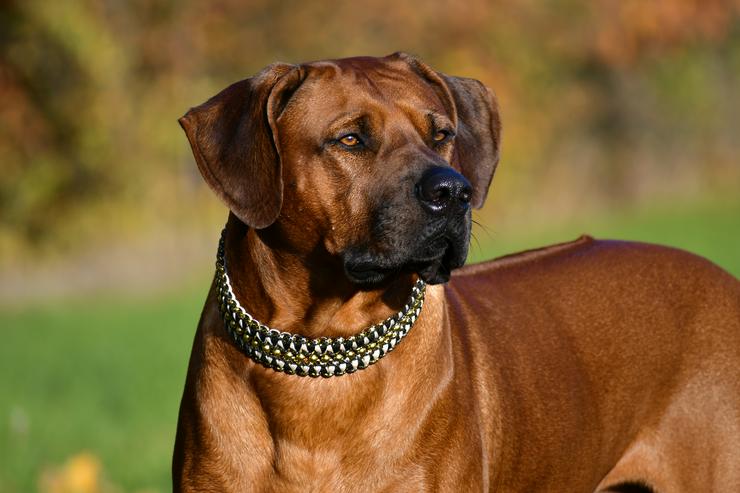 Bild 14: Ridgefester Rhodesian Ridgeback Deckrüde in dark red wheaten 