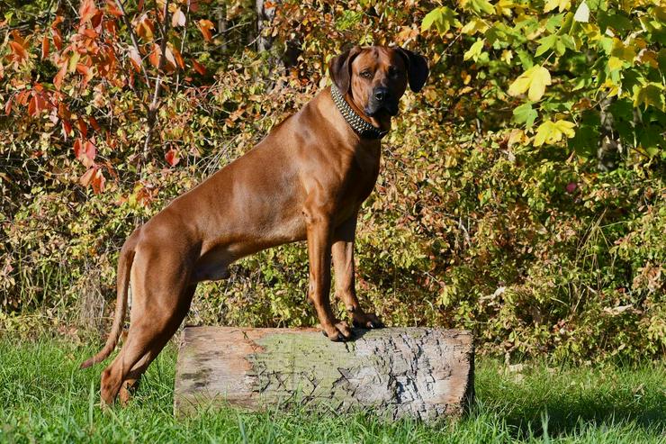 Bild 13: Ridgefester Rhodesian Ridgeback Deckrüde in dark red wheaten 