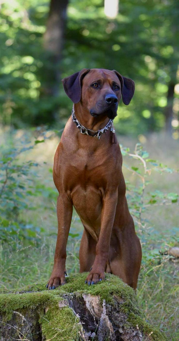 Ridgefester Rhodesian Ridgeback Deckrüde in dark red wheaten  - Rassehunde - Bild 7