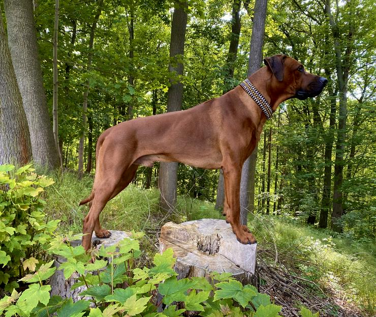 Bild 9: Ridgefester Rhodesian Ridgeback Deckrüde in dark red wheaten 