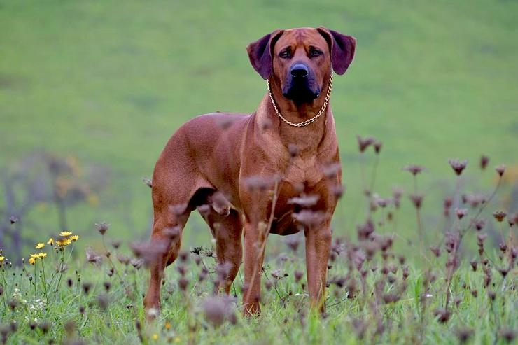 Ridgefester Rhodesian Ridgeback Deckrüde in dark red wheaten  - Rassehunde - Bild 10