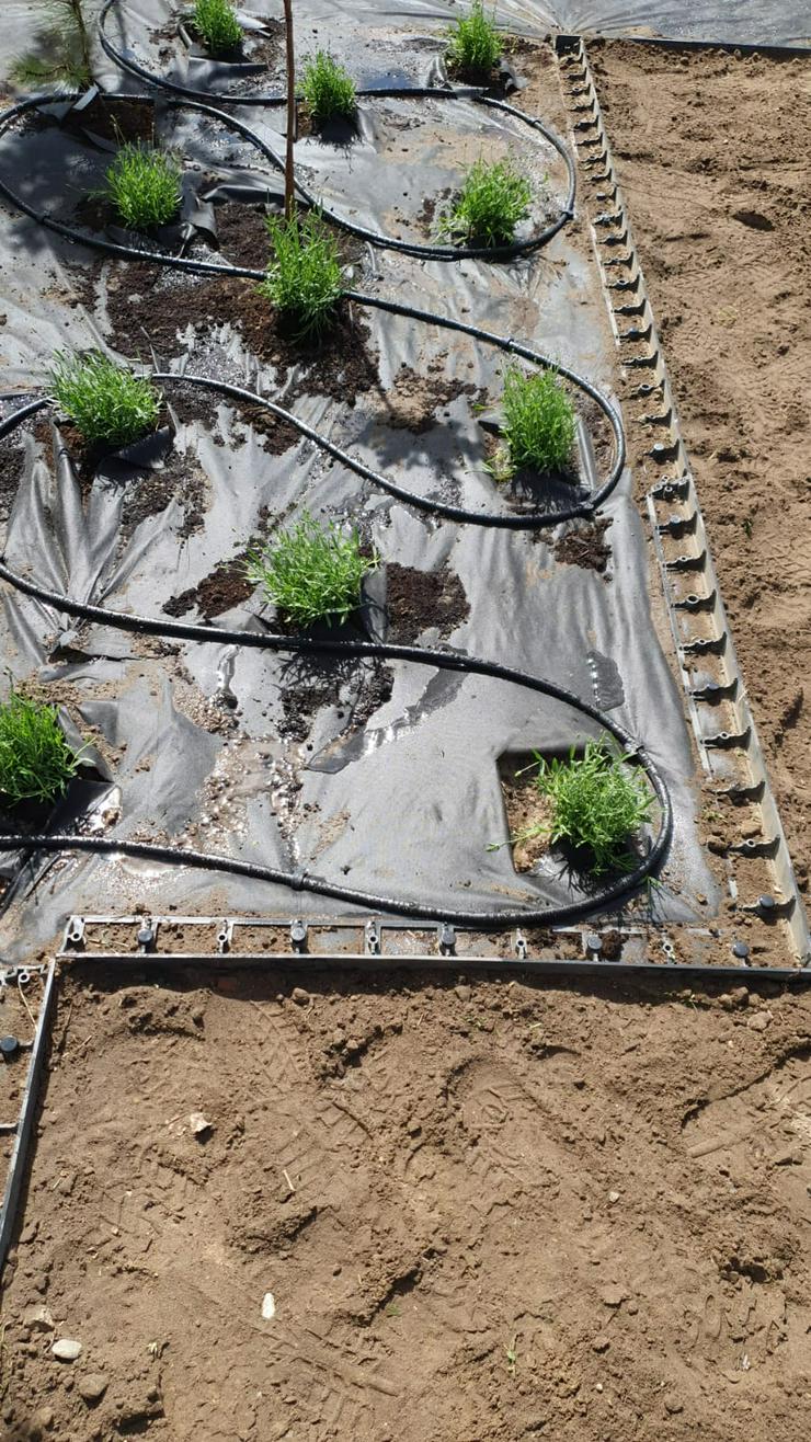 Bild 3: Automatische Rasenbewässerung aus Polen, Gartenbewässerung HUNTER