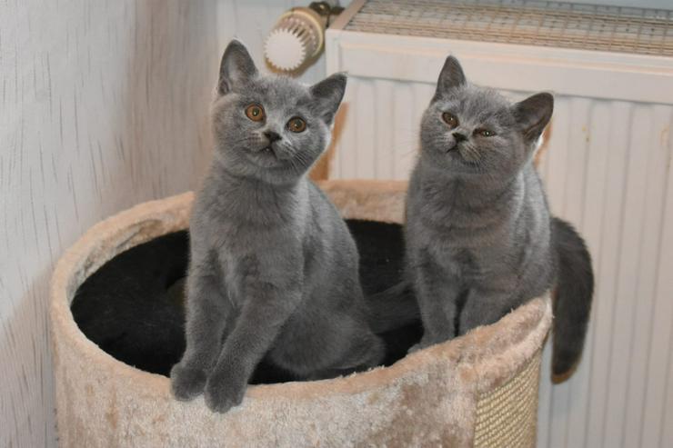 wunderschöne BKH-Kitten in blue - Rassekatzen - Bild 15