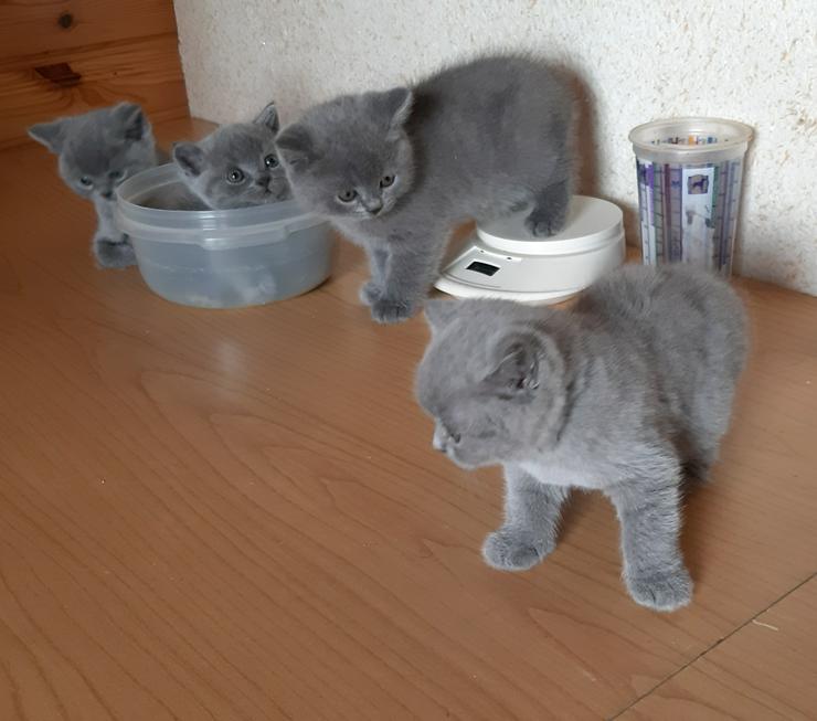 Bild 7: wunderschöne BKH-Kitten in blue