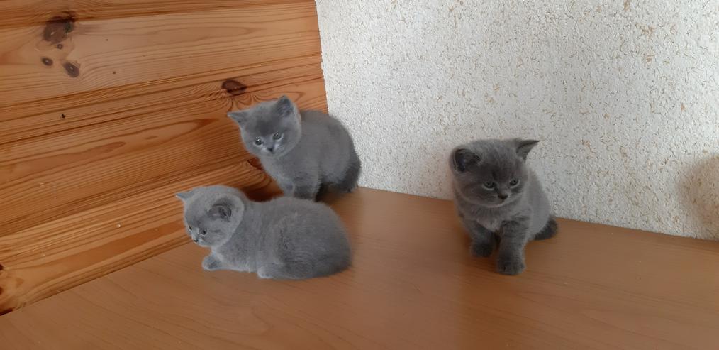 Bild 4: wunderschöne BKH-Kitten in blue