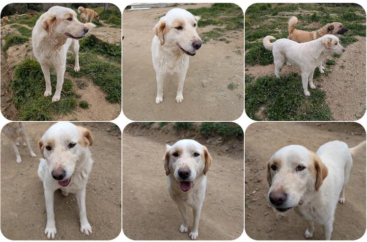 Hübsche Powerlady Flower