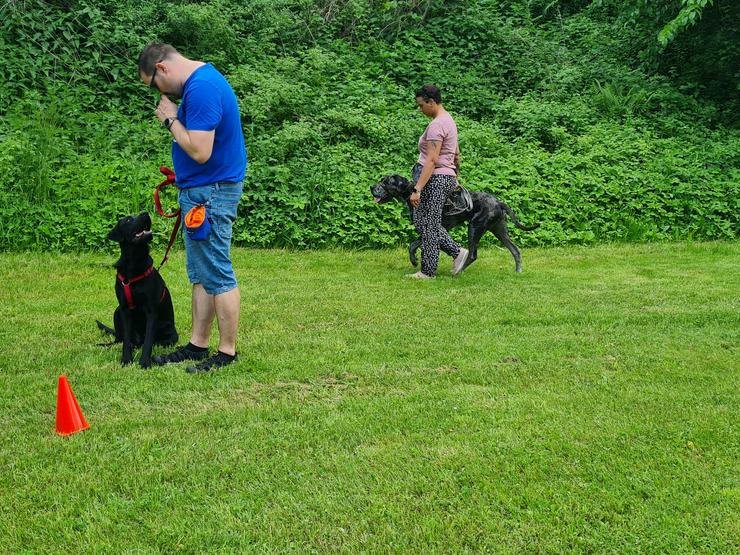 Betreuung & Training für Hund & Katze in Bad Schandau und Umkreis - Tierbetreuung & Training - Bild 6