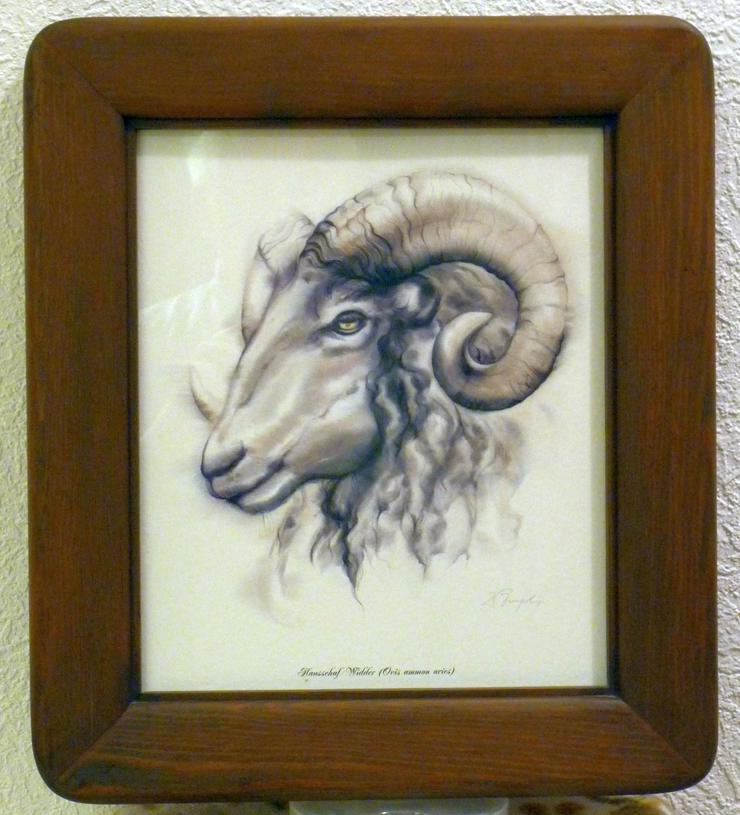 Hausschaf/Widder im Holzrahmen 36,5 x 41,5 cm