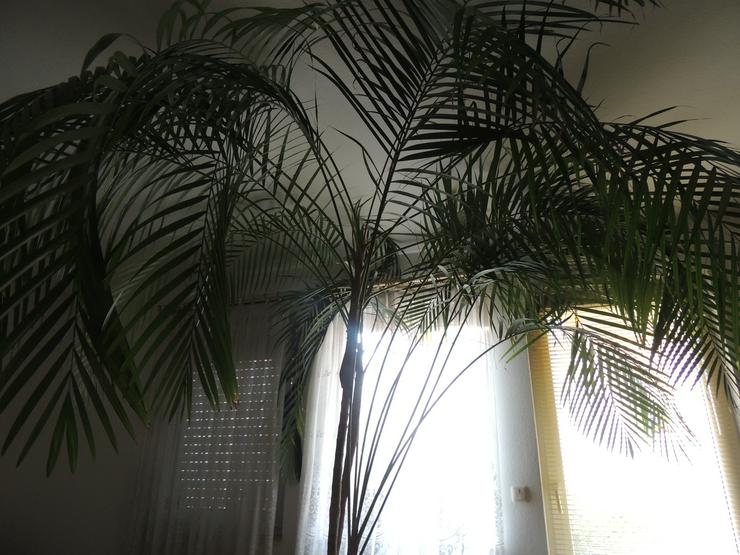 Verk.aus Platzgründen sehr dekorat.Zimmerpalme  - Pflanzen - Bild 1
