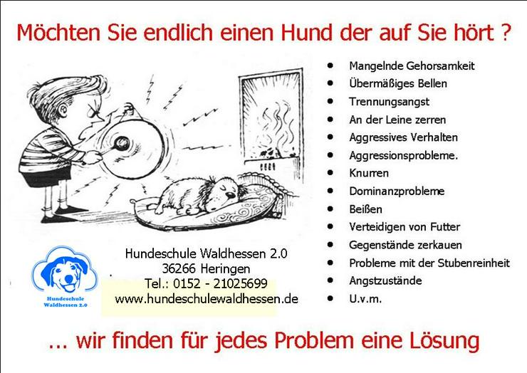 Hundeschule / Hundeinternat für Mesch-Hund Probleme - Tierbetreuung & Training - Bild 5