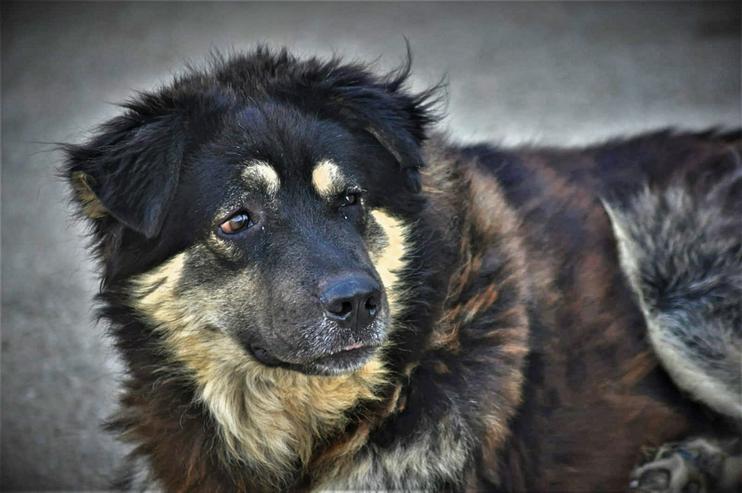 Hübscher Milow - Mischlingshunde - Bild 2