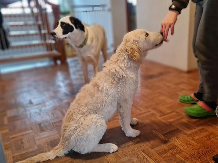 Aufmerksamer Totti sucht sein verständnisvolles Zuhause mit Garten - Mischlingshunde - Bild 4