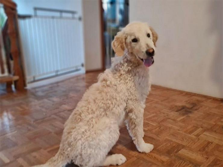 Aufmerksamer Totti sucht sein verständnisvolles Zuhause mit Garten - Mischlingshunde - Bild 2