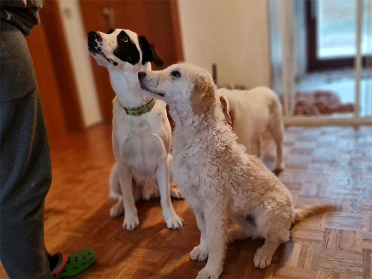 Aufmerksamer Totti sucht sein verständnisvolles Zuhause mit Garten - Mischlingshunde - Bild 5